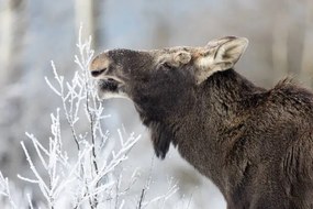 Φωτογραφία Moose (Alces alces), DamianKuzdak