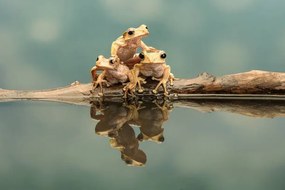 Φωτογραφία Close-up of borneo eared frogs, Gary Davis / 500px