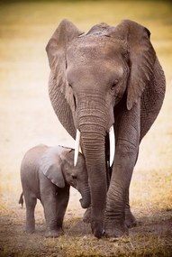 Αφίσα Elephant And Baby