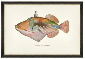 Κάδρο Fishes Of Hawaii - Nakunuku Fish FA13209 60X40 MindTheGap Οριζόντιοι Ξύλο