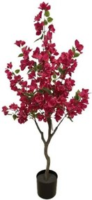 New plan BOUGAINVILLEA NP_70_120 ΥΨΟΣ 120cm Τεμαχιο