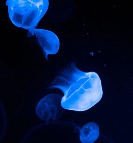 Φωτογραφία Jellyfish, sanja stojakovic