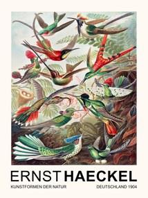 Εκτύπωση έργου τέχνης Trochilidae–Kolibris / Birds (Vintage Academia) - Ernst Haeckel, (30 x 40 cm)