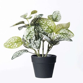 Τεχνητό Φυτό Πόλκα 7160-6 22x22x21cm Multi Supergreens Polyethylene