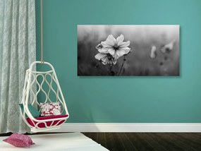 Εικόνα ανθισμένο λουλούδι σε μαύρο & άσπρο - 120x60