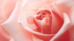 Intra Συλλεκτικό Ξύλινο Παζλ Plywood 4mm - Κοντινό πλάνο του ανθισμένου ροζ τριαντάφυλλου Σε Ξύλινο Κουτί - Διαστάσεις: 10x10 cm – 25 κομμάτια