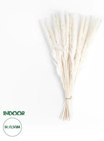 GloboStar® Artificial Garden REAL DRIED BEIGE PAMPAS GRASS BUNCH 21116 Αποξηραμένο Διακοσμητικό Μπουκέτο Pampas Μπέζ Y50cm