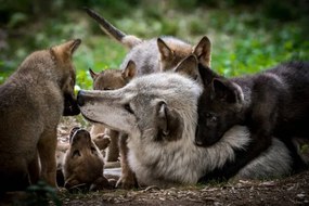 Φωτογραφία Wolf with litter of playful cubs, Zocha_K