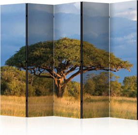 Διαχωριστικό με 5 τμήματα - African acacia tree, Hwange National Park, Zimbabwe II [Room Dividers]