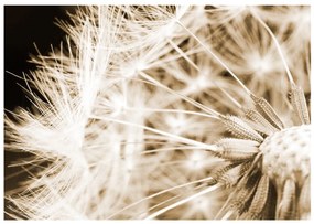 Φωτοταπετσαρία - Dandelion - sepia 250x175