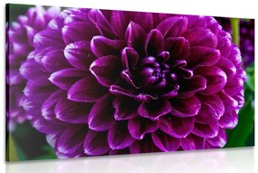 Εικόνα λουλούδι σε αποχρώσεις του μωβ - 120x80
