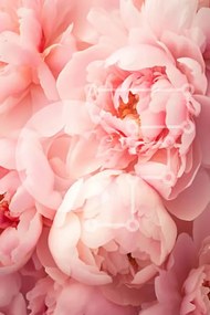 Intra Συλλεκτικό Ξύλινο Παζλ Plywood 4mm - Απαλές ροζ παιώνιες σε άνθιση Σε Ξύλινο Κουτί - Διαστάσεις Puzzle: 10x10 cm – 25 κομμάτια