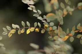 Φωτογραφία Colorful leaves, Goxi