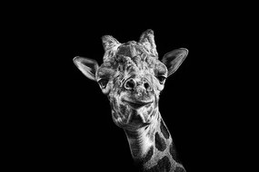 Φωτογραφία Giraffe in Black and White, Malcolm MacGregor