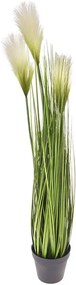 Monkey grass σε κασπώ x3 άνθη