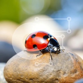 Intra Συλλεκτικό Ξύλινο Παζλ Plywood 4mm - Κοντινό πλάνο μιας πασχαλίτσας σε μια πέτρα Σε Ξύλινο Κουτί - Διαστάσεις: 10x10 cm – 25 κομμάτια