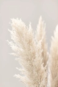 Φωτογραφία Pampas Grass Grey 03, Studio Collection