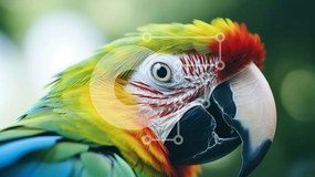 Σετ των 2 Intra Συλλεκτικό Ξύλινο Παζλ Plywood  4mm - Κοντινό πλάνο ενός πολύχρωμου παπαγάλου Σε Ξύλινο Κουτί - Διαστάσεις: 10x10 cm – 25 κομμάτια