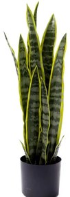 Τεχνητό Φυτό Sanseveria 012.862474010 Φ16x68cm Green Πολυαιθυλένιο