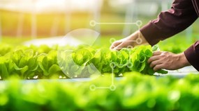 Intra Συλλεκτικό Ξύλινο Παζλ Plywood 4mm - Εσωτερική Υδροπονική Καλλιέργεια Θερμοκηπίου Σε Ξύλινο Κουτί - Διαστάσεις: 10x10 cm – 25 κομμάτια