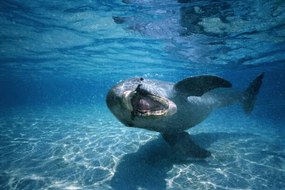 Φωτογραφία Bottle-nosed dolphin ,Honduras,underwater view, Stuart Westmorland