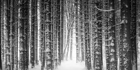 Εικόνα δάσους τυλιγμένο στο χιόνι σε μαύρο και άσπρο
