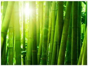 Φωτοταπετσαρία - Sun and bamboo 400x309