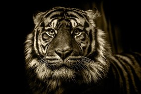 Εικόνα τίγρη σε σχέδιο σέπια