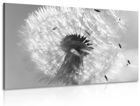 Λεπτομέρεια εικόνας πικραλίδων σε ασπρόμαυρο - 60x40