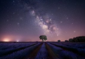 Φωτογραφία Lavender fields nightshot, joanaduenas, (40 x 26.7 cm)