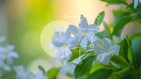 Intra Συλλεκτικό Ξύλινο Παζλ Plywood 4mm - Κοντινό πλάνο ανθισμένα λευκά λουλούδια σε πράσινα φύλλα Σε Ξύλινο Κουτί - Διαστάσεις: 10x10 cm – 25 κομμάτια