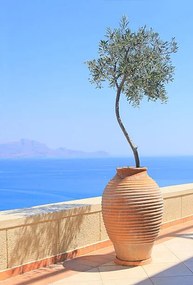 Φωτογραφία Olive tree growing in a pot, itsabreeze photography