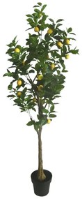 MarHome ΔΕΝΤΡΟ ΛΕΜΟΝΙΑ REAL TOUCH ΣΕ ΚΑΣΠΩ - Υ180cm 1/2ΚΙΒ  04-10030(24178)