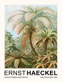 Εκτύπωση έργου τέχνης Filicinae–Laubfarne / Rainforest Trees (Vintage Academia) - Ernst Haeckel, (30 x 40 cm)