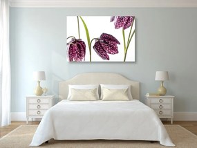 Εικόνα μωβ καρό λουλούδι - 60x40