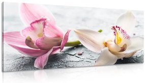 Εικόνα λουλούδια ορχιδέας - 100x50