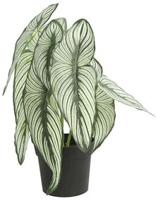 Φυτό Caladium Σε Κασπώ 013.787815 35cm Green