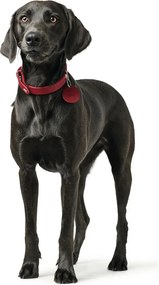 Κολλάρο Σκύλου Hunter Aalborg Κόκκινο S/M 37-43 cm