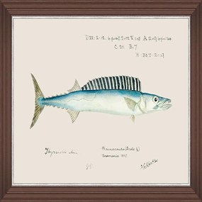 Κάδρο Mediterranean Fish - Barracuda By F Clark Fa13374 50X35Cm Light Blue Mindthegap Οριζόντιοι Wood
