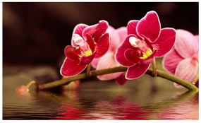 Φωτοταπετσαρία - Beautiful orchid flowers on the water 450x270