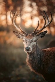 Φωτογραφία Red Deer Stag Portrait, serts