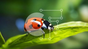 Intra Συλλεκτικό Ξύλινο Παζλ Plywood 4mm - Πασχαλίτσα στο πράσινο φύλλο Σε Ξύλινο Κουτί - Διαστάσεις: 10x10 cm – 25 κομμάτια