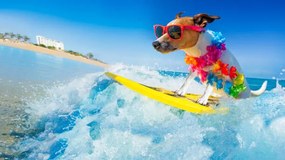 Φωτογραφία dog surfing on a wave, damedeeso