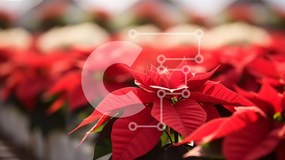 Intra Συλλεκτικό Ξύλινο Παζλ Plywood  4mm - Κόκκινα φυτά Poinsettia για την περίοδο των διακοπών Σε Ξύλινο Κουτί - Διαστάσεις: 10x10 cm – 25 κομμάτια
