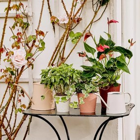 Beauty Home ΜΕΤΑΛΛΙΚΟ ΚΑΣΠΩ ΑΝΑΓΛΥΦΟ  Σάπιο Μήλο