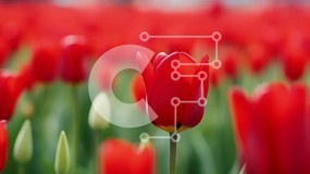 Intra Συλλεκτικό Ξύλινο Παζλ Plywood 4mm - Πεδίο με κόκκινα και λευκά λουλούδια με πράσινα φύλλα Σε Ξύλινο Κουτί - Διαστάσεις: 10x10 cm – 25 κομμάτια