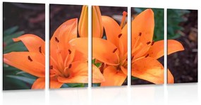 Εικόνα 5 τμημάτων πορτοκαλί κρίνο - 100x50