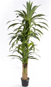 Τεχνητό Δέντρο Δράκαινα Giant 6211-6 240cm Green Supergreens Polyethylene