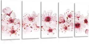 5 μέρη εικόνα άνθη κερασιάς - 100x50