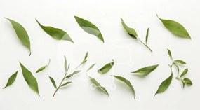 Intra Συλλεκτικό Ξύλινο Παζλ Plywood 4mm - Σύνθεση με πράσινα φύλλα Σε Ξύλινο Κουτί - Διαστάσεις: 10x10 cm – 25 κομμάτια